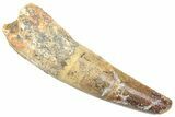 Fossil Spinosaurus Tooth - Real Dinosaur Tooth #361304-1